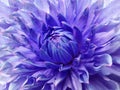 Dahlia blue-violet flower. Macro. Motley big flower. Background from a flower. Royalty Free Stock Photo
