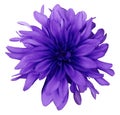 Dahlia blue-violet flower white background isolated with clipping path. Closeup. with no shadows. Royalty Free Stock Photo