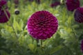 Dahlia Blyton Royal Velvet