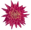 Dahlia brightly pink flower, white background isolated with clipping path. Closeup. with no shadows. Great, Spotted, spiky flow Royalty Free Stock Photo