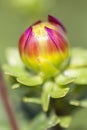 Dahlia - bud