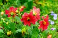 Dahlia, bumble bee on a flower. Focus it on the flowers. Shallow Royalty Free Stock Photo