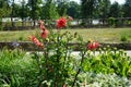 Dahlia cactus blooms with red flowers in July. Potsdam, Germany