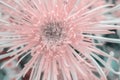Dahlia cactus-like soft pink color close-up Royalty Free Stock Photo