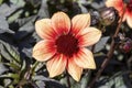 Dahlia `Catherine Deneuve` Royalty Free Stock Photo