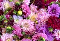 Dahlia Chrysanthemum Mix Colorful Pink Background, Full Frame Natural Pattern for Greetings or Love Cards Royalty Free Stock Photo