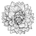 Dahlia or Chrysanthemum Flower Woodcut Etching