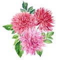 Dahlia, Chrysanthemum watercolor, hand drawn floral illustrations, autumn flowers isolated on white background. Royalty Free Stock Photo