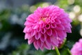 Dahlia Royalty Free Stock Photo