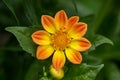 Dahlia coccinea orange flower in summer cottage garden Royalty Free Stock Photo