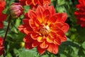 Dahlia coccinea var palmeri