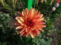 Dahlia (Dahlia x cultorum) \'Crazy Legs\' blooming with sorbet orange and pastel red colored flowers Royalty Free Stock Photo