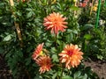 Dahlia (Dahlia x cultorum) \'Crazy Legs\' blooming with sorbet orange and pastel red colored flowers Royalty Free Stock Photo