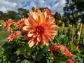 Dahlia (Dahlia x cultorum) \'Crazy Legs\' blooming with sorbet orange and pastel red colored flowers Royalty Free Stock Photo