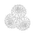 dahlia or dalia flower coloring page of vector illustrations in hand drawn sketch doodle style line art Royalty Free Stock Photo