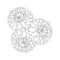 dahlia or dalia flower coloring page of vector illustrations in hand drawn sketch doodle style line art Royalty Free Stock Photo