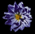 Dahlia dark blue flower on an isolated black background with clipping path. Closeup. No shadows. Royalty Free Stock Photo