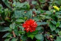 Dahlia decorative border Art Nouveau , flower on a background of green leaves