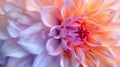 Dahlia Dreamscape: A Soft-Focus Macro of Pink and Purple Petals for a Beautiful Floral Abstract Background Royalty Free Stock Photo