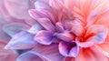 Dahlia Dreamscape: A Soft-Focus Macro of Pink and Purple Petals for a Beautiful Floral Abstract Background Royalty Free Stock Photo