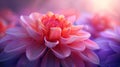 Dahlia Dreamscape: A Soft-Focus Macro of Pink and Purple Petals for a Beautiful Floral Abstract Background Royalty Free Stock Photo