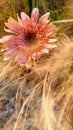 Springtime sunrise shines through pink daisy flower Royalty Free Stock Photo