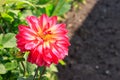 Dahlia of the `Ekaterina` variety in the garden on a sunny day, soft focus. Lovely decorative pink dahlia