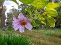 Dahlia excelsa plant with pink flower