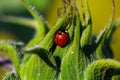 Ladybug on sunflower, insect, garden Royalty Free Stock Photo