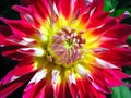 Dahlia flower