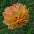 Dahlia flower with attractive yellow petals