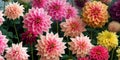 Dahlia flower banquet beautiful spectacular flower arrangement background