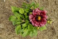 Dahlia flower, beautiful shade of claret.dahlia