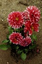 Dahlia flower, beautiful shade of claret.dahlia