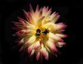 Dahlia flower and bees Royalty Free Stock Photo