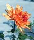 Dahlia flower blossoming, Closeup picture of a dalhia in the summer sun, Chrysanthemum Royalty Free Stock Photo