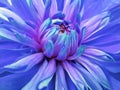 Dahlia flower blue. Closeup. beautiful dahlia side view for design. Macro.