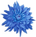 Dahlia flower blue. Flower isolated on a white background. No shadows with clipping path. Close-up. Royalty Free Stock Photo