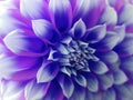 Dahlia flower, blue-pink-white. Closeup. beautiful dahlia. side view flower, the far background is blurred, for design.