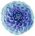 Dahlia flower blue-turquoise. Flower isolated on a white background. No shadows with clipping path. Close-up.