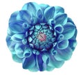 Dahlia flower,blue, turquoise; pink center, white background isolated with clipping path Royalty Free Stock Photo