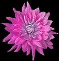 dahlia flower bright pink. Flower isolated on the black background. No shadows with clipping path. Close-up. Royalty Free Stock Photo