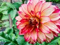 Dahlia flower bud in red and yellow. Photo in color, flower petals close-up with fresh water drops. Royalty Free Stock Photo