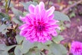 A Dahlia flower and buds in a garden Royalty Free Stock Photo