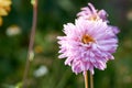 Dahlia flower called Dahlia Sylvia, grown in a garden