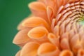 Dahlia flower closeup