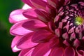 Dahlia flower closeup