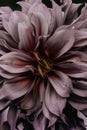 Dahlia flower closeup Royalty Free Stock Photo