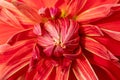 Dahlia flower closeup, fill depth of field Royalty Free Stock Photo