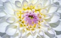 Dahlia flower Royalty Free Stock Photo